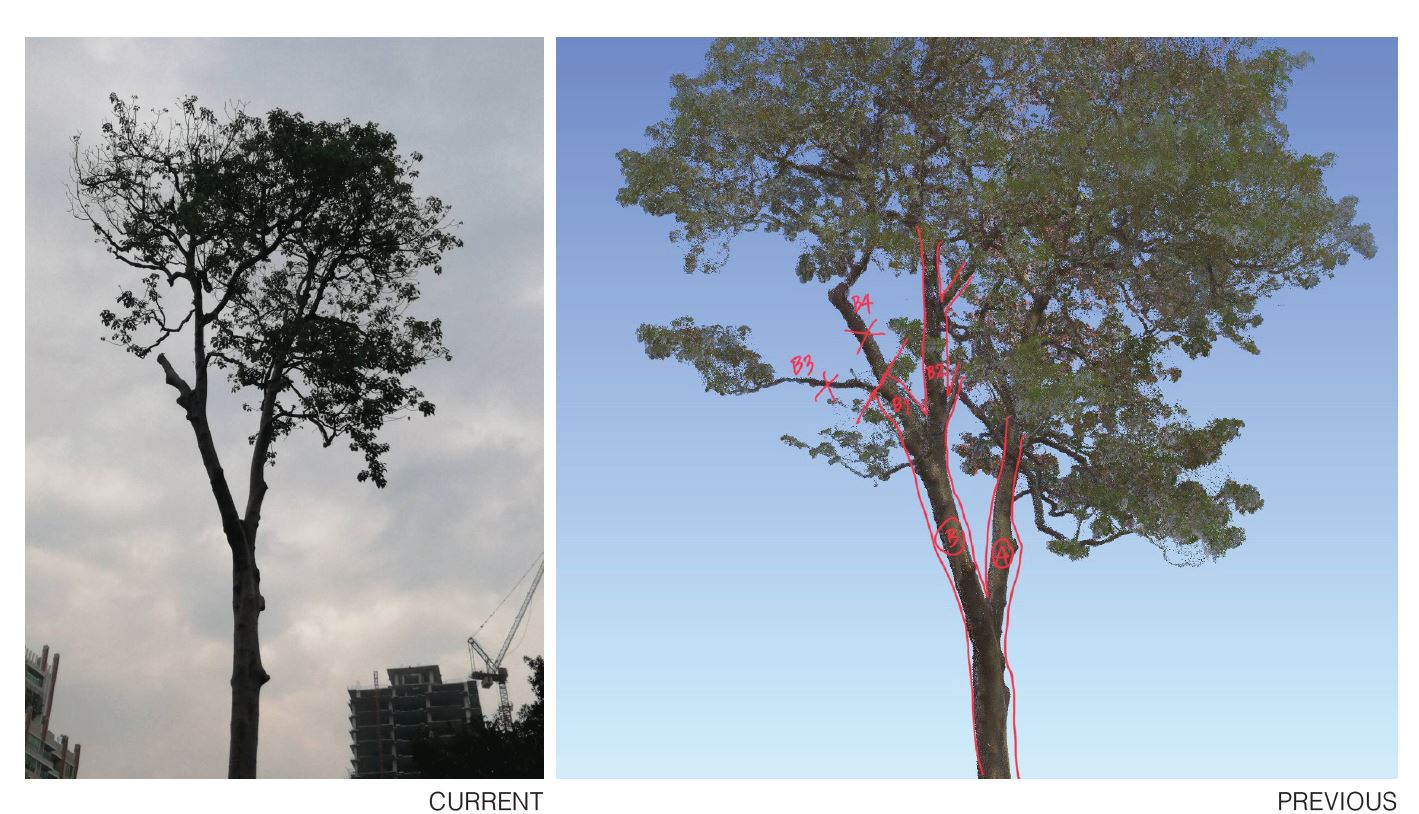 Diagram showing the initial pruning strategy to preserve the existing tree, with only potential branches marked for removal. Ultimately, only one branch was pruned.