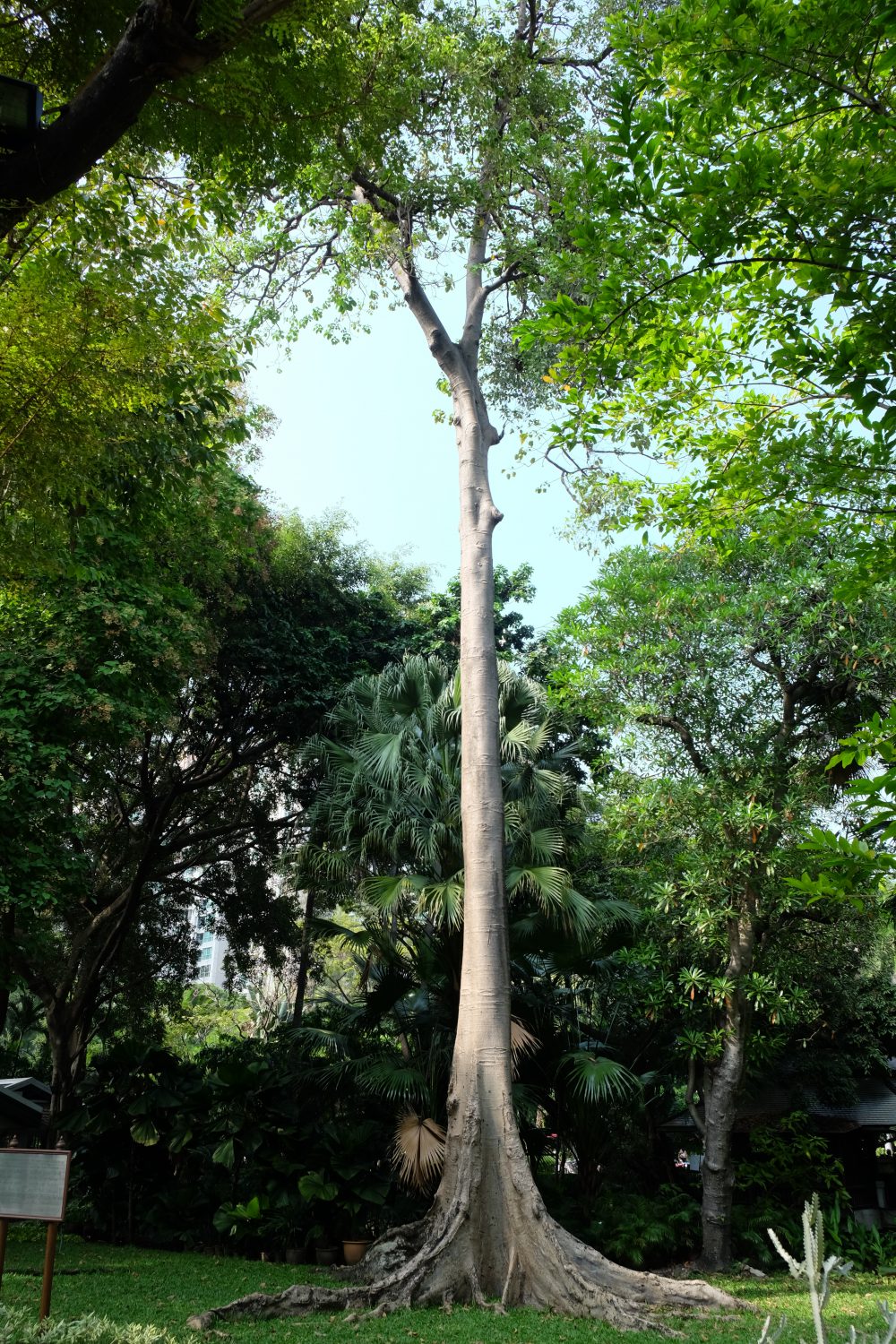 The hotel’s heart is a 100-year old Sompong tree (2017) AMAN Nai Lert Bangkok