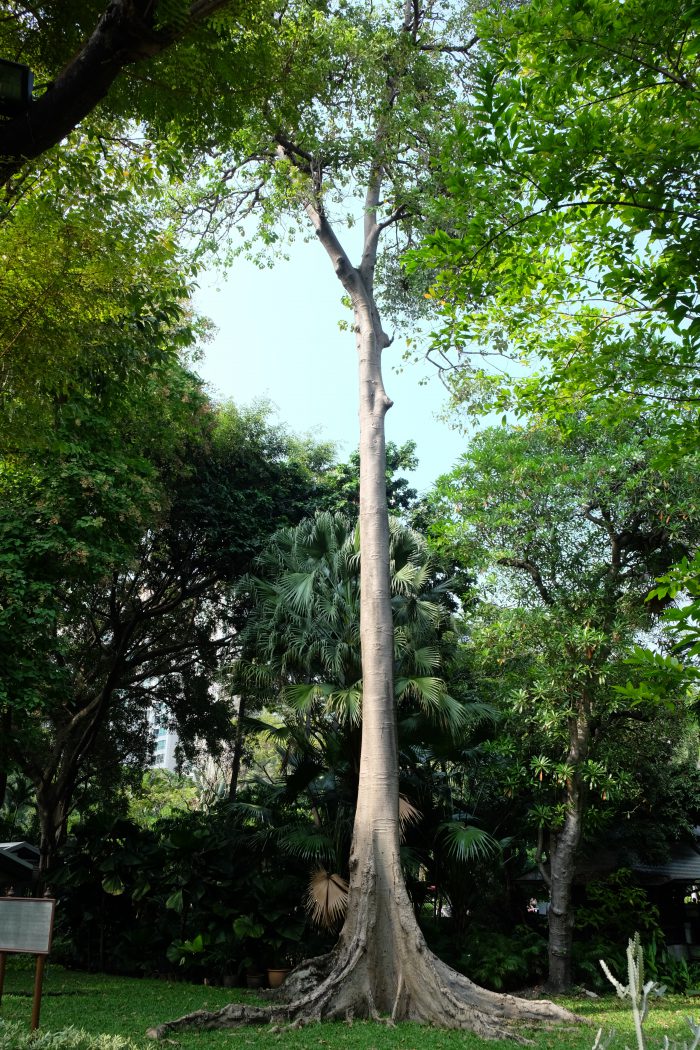 The Trees of Aman Nai Lert Bangkok - Somphong Tree